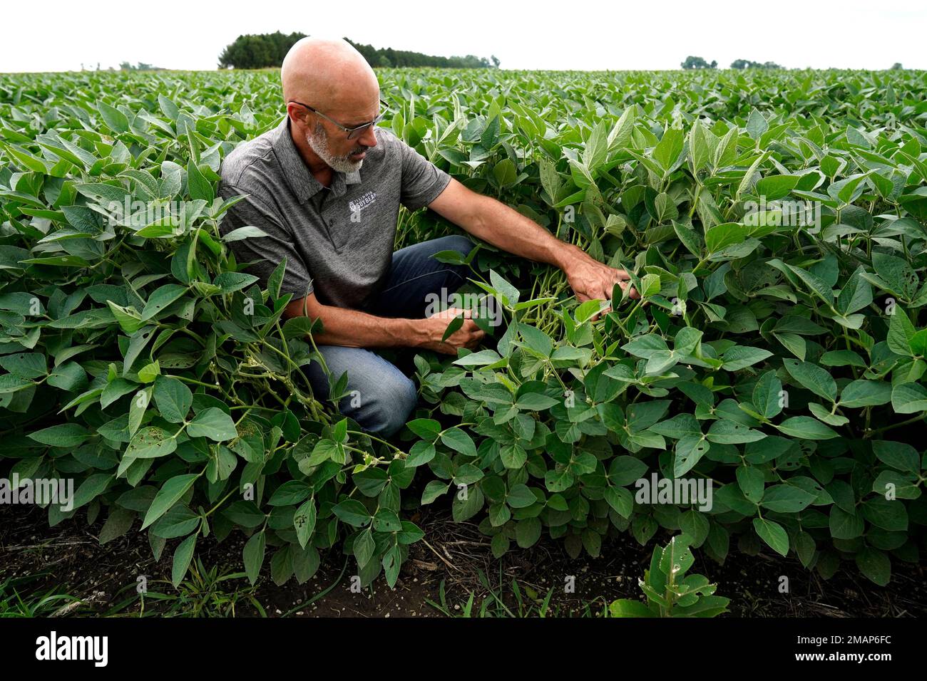 Jeff O'Connor checks soybeans at his farm, Thursday, Aug. 4, 2022, in  Kankakee, Ill. A US Department of Agriculture move to change crop insurance  rules to encourage farmers to grow two crops