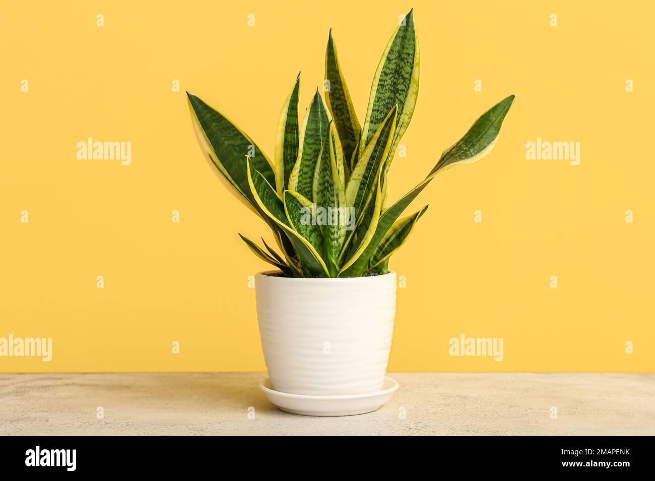 Snake plant on table near yellow wall Stock Photo Alamy