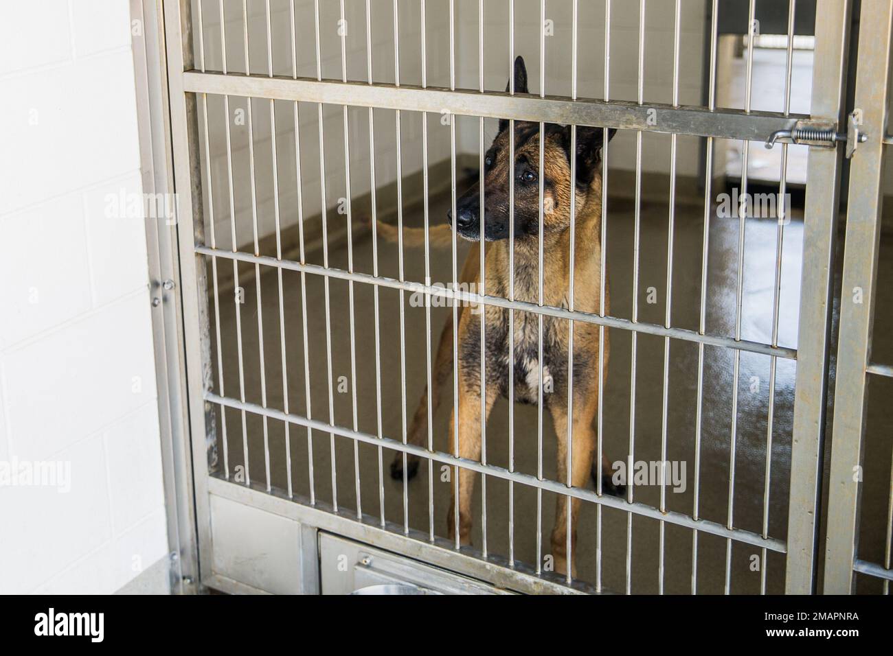 A military working dog stands inside his kennel on Marine Corps Air