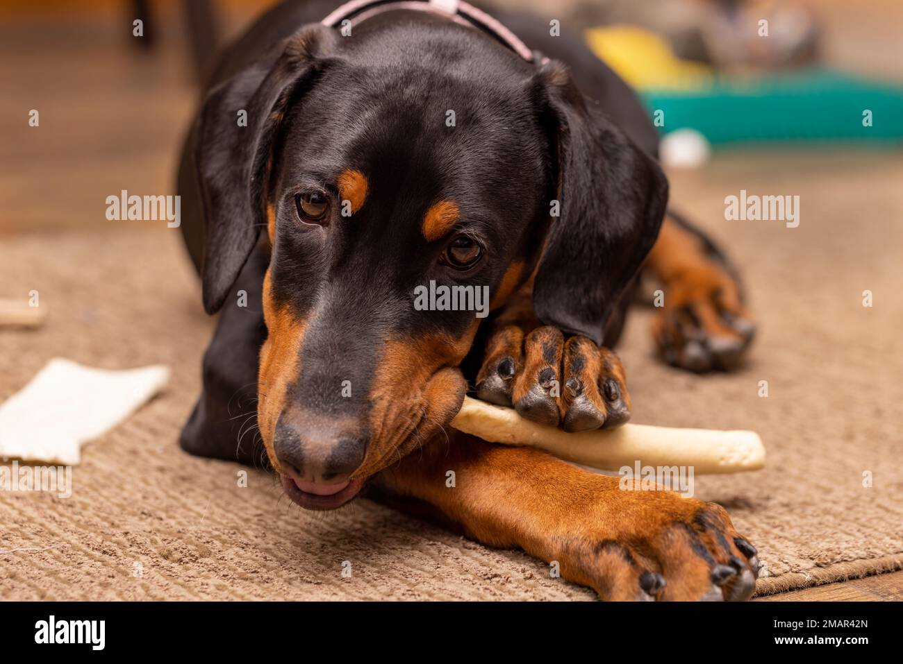Fifteen week old Doberman Pinscher puppy chewing on a rawhide toy Stock Photo