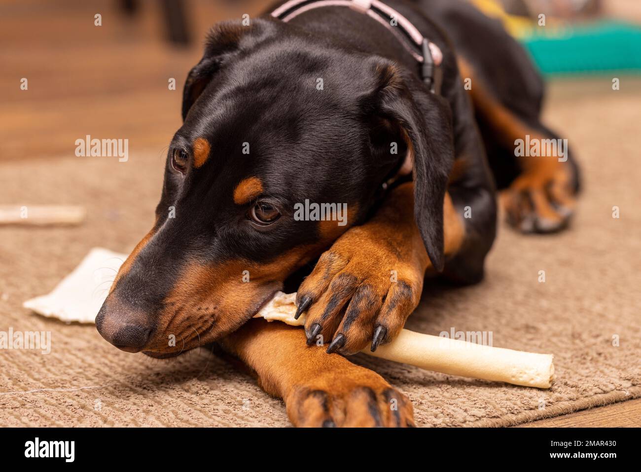 Fifteen week old Doberman Pinscher puppy chewing on a rawhide toy Stock Photo