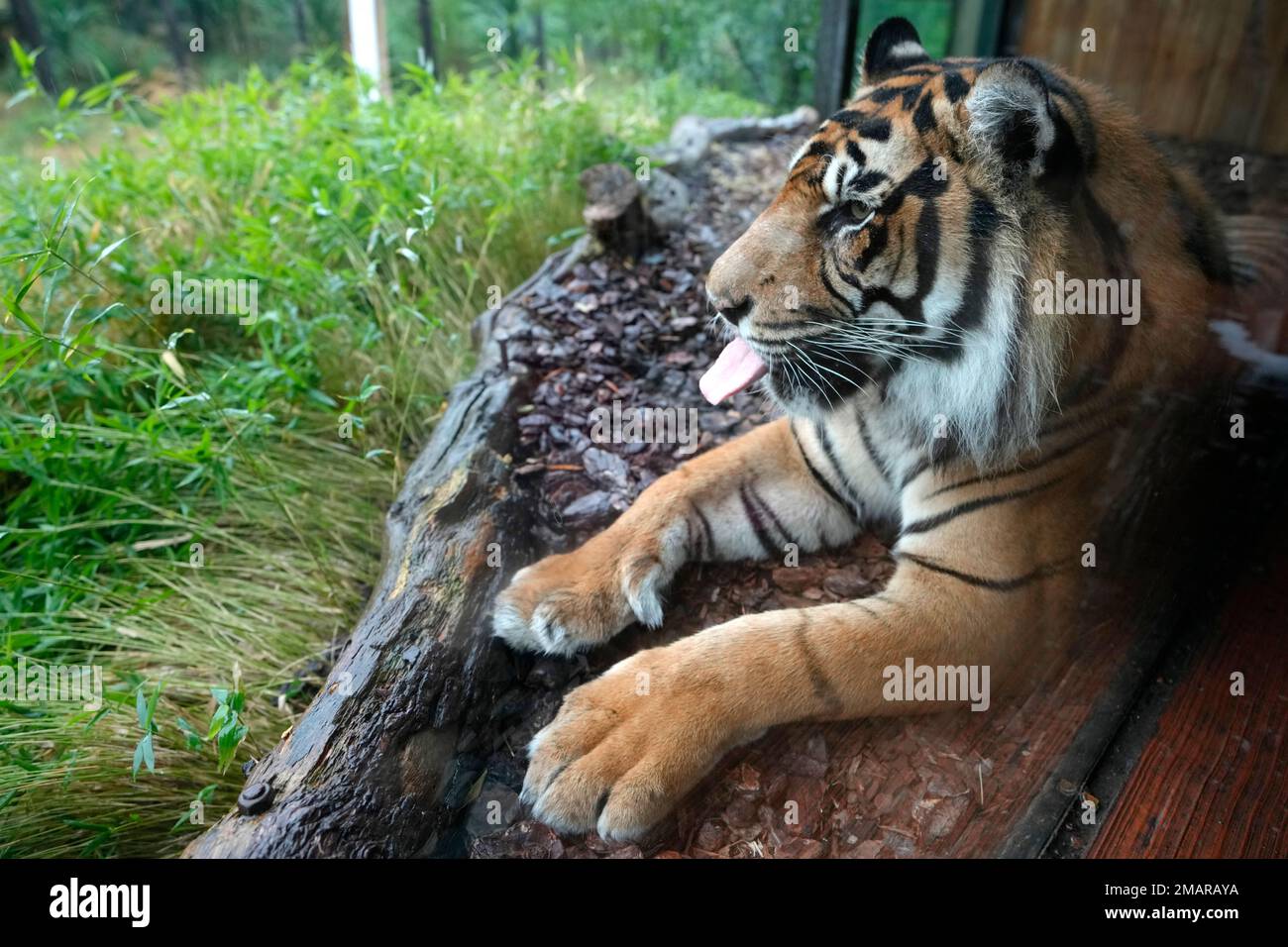 Asim a Sumatran Tiger sticks out his tongue as he shelters from the rain during a Weigh-in at ZSL London Zoo, in London, Thursday, Aug. 25, 2022. The annual weigh-in is an opportunity for keepers at ZSL London Zoo to make sure the information they've recorded is up-to-date and accurate, with each measurement then added to the Zoological Information Management System (ZIMS), a database shared with zoos all over the world that helps zookeepers to compare important information on thousands of endangered species. (AP Photo/Kirsty Wigglesworth) Stock Photo