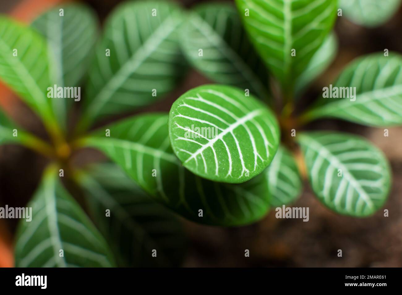 Euphorbia leuconeura Madagascar jewel young plant with visible white