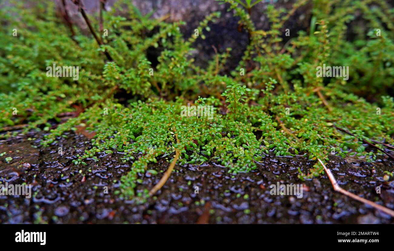 Green Weed (Bacopa Monnieri), Growing Creeping On A Wet Mossy Surface Stock Photo