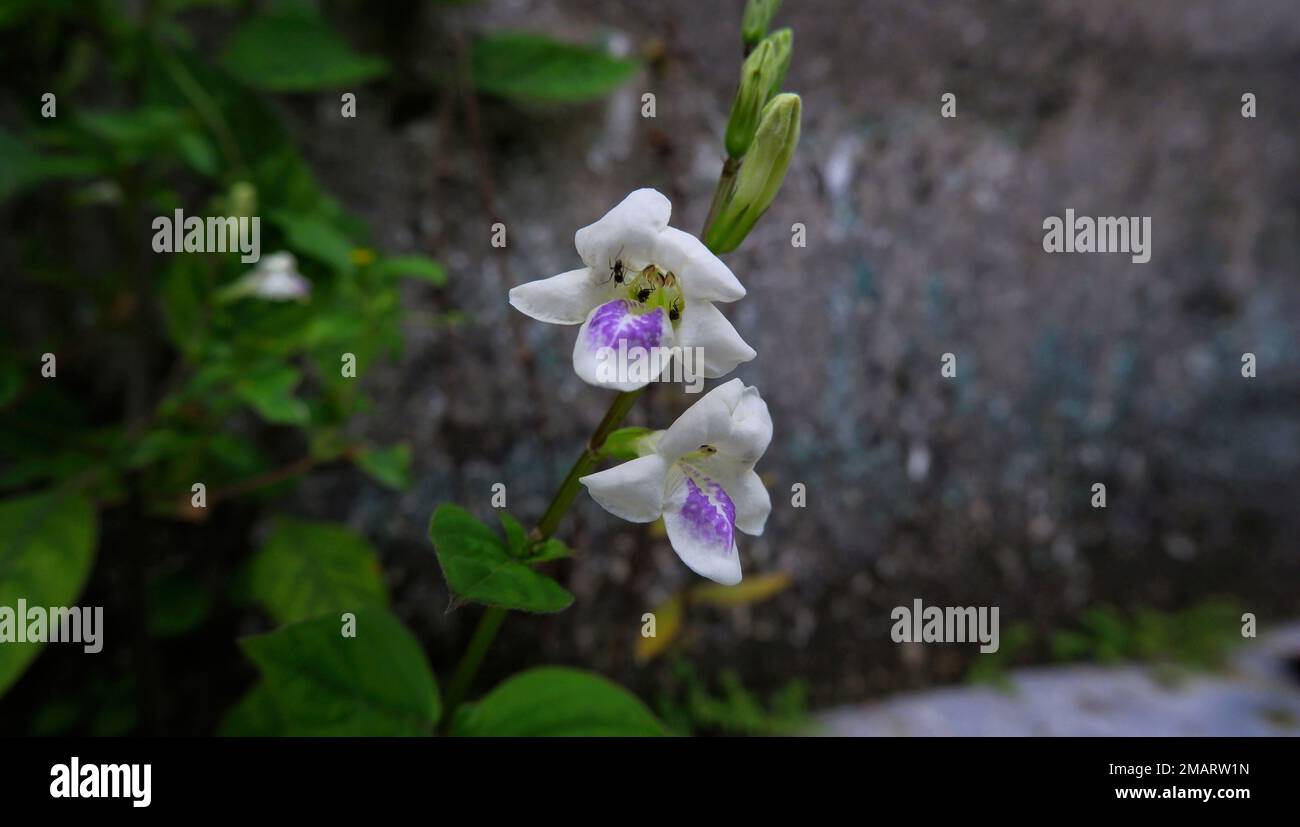Close-up Of Asystasia Gangetica Flower, In White And Purple Stock Photo