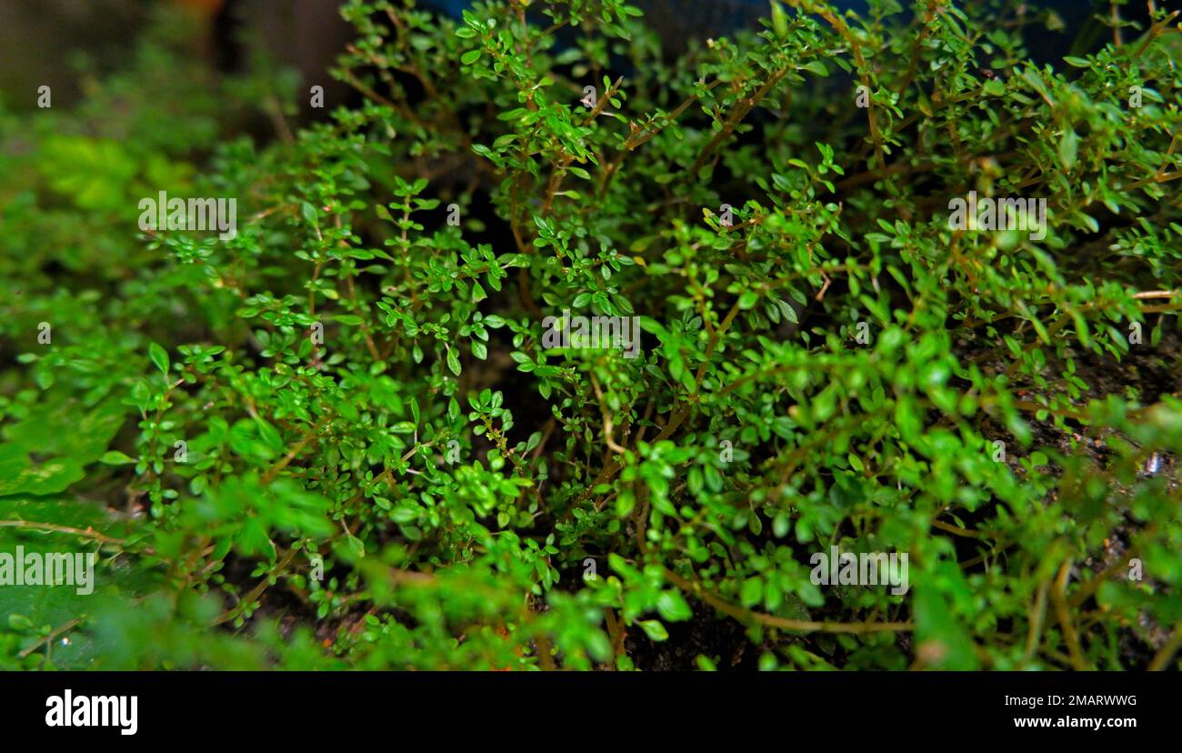 Natural Landscape Macro, Wild And Green Grass (Bacopa Monnieri), Which Thrives On The Ground Stock Photo