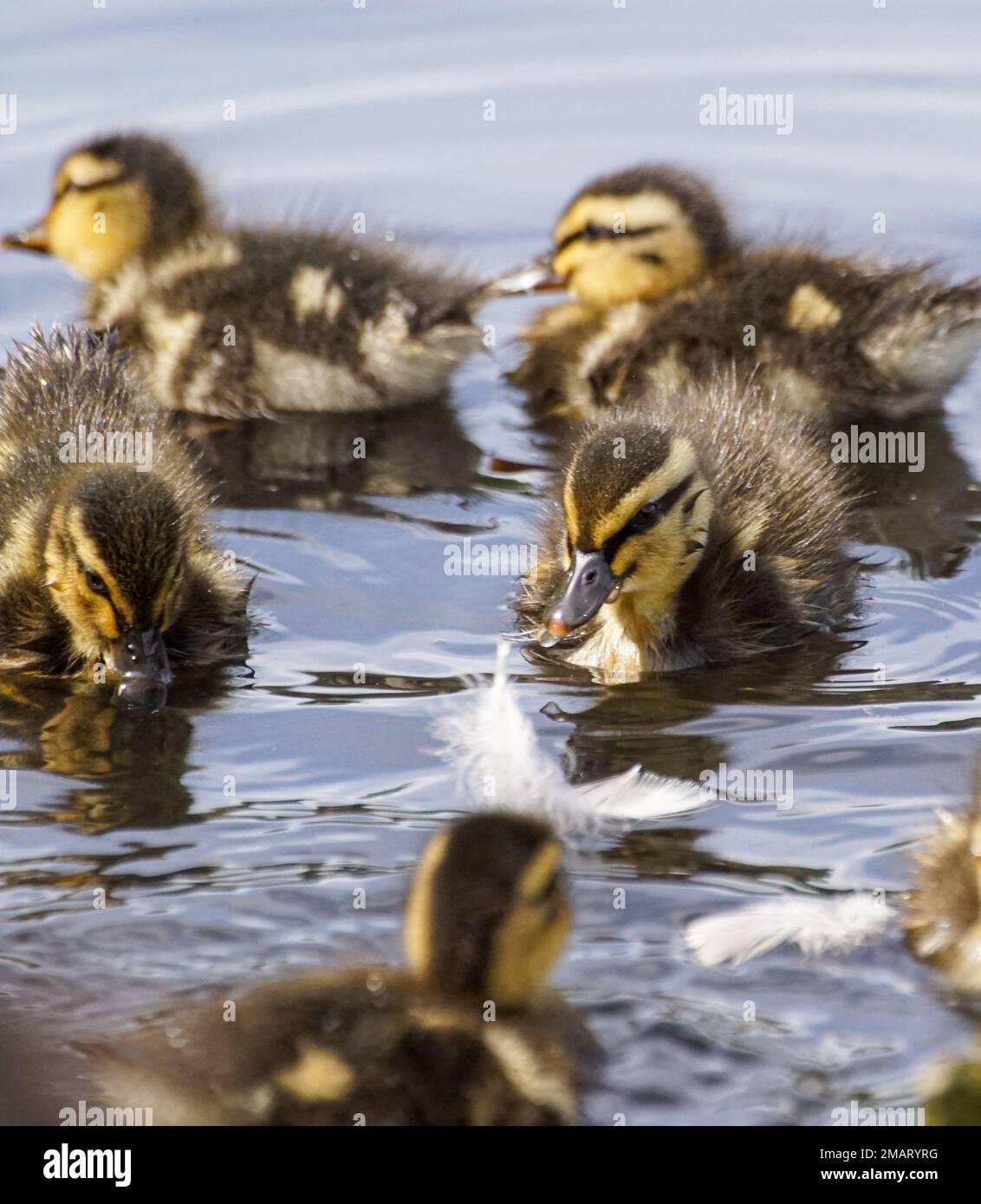 A group of ducklings in a pond Stock Photo Alamy