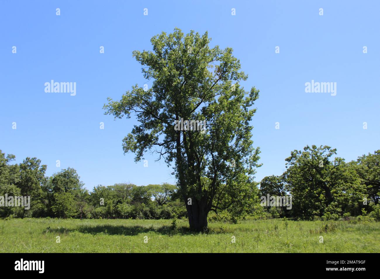 Lone cottonwood tree surrounded by a meadow at Somme Prairie Nature Preserve in Northbrook, Illinois Stock Photo