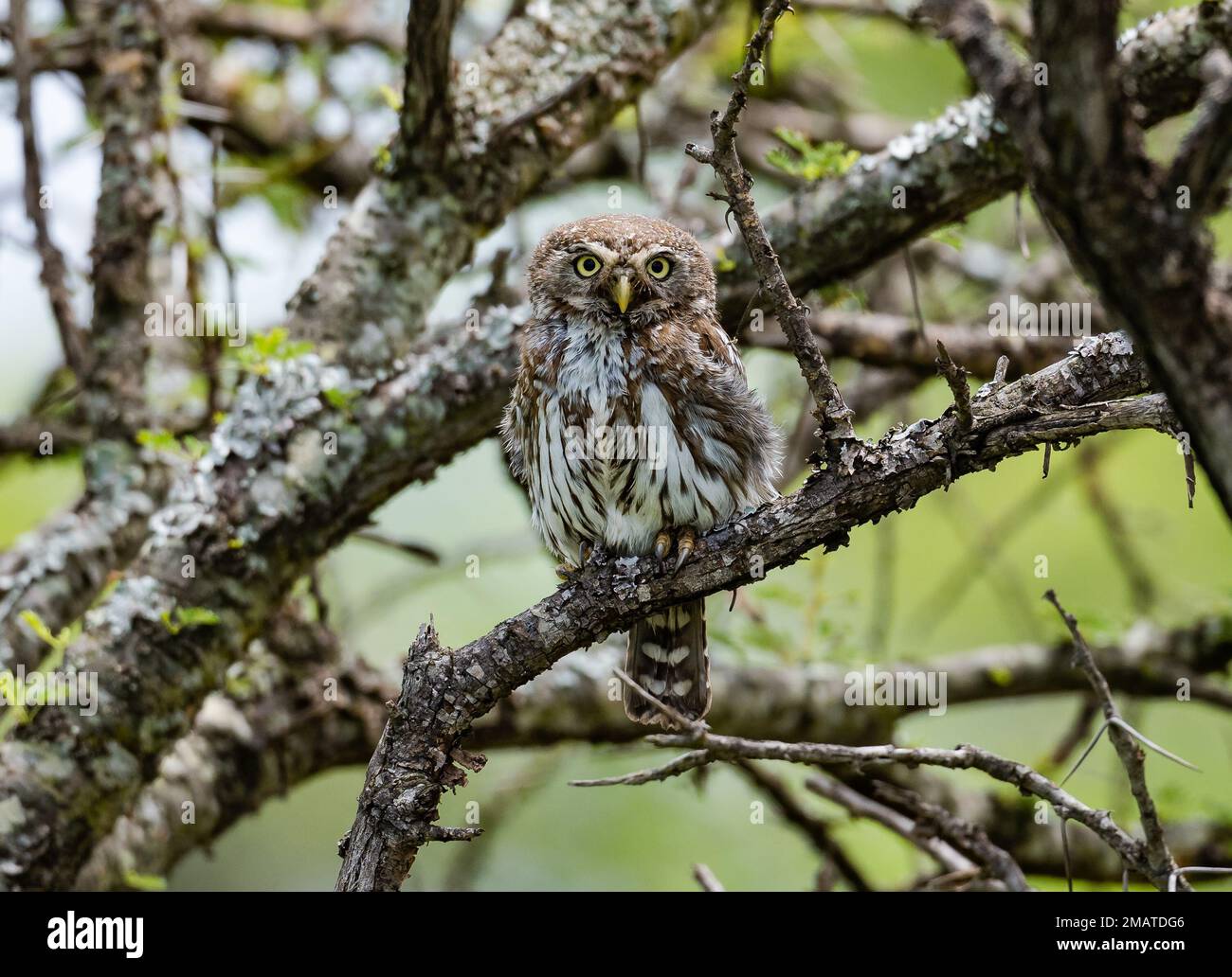 A Pearl-spotted Owlet (Glaucidium perlatum) perched on a tree.  Polokwane Game Reserve, Limpopo, South Africa. Stock Photo