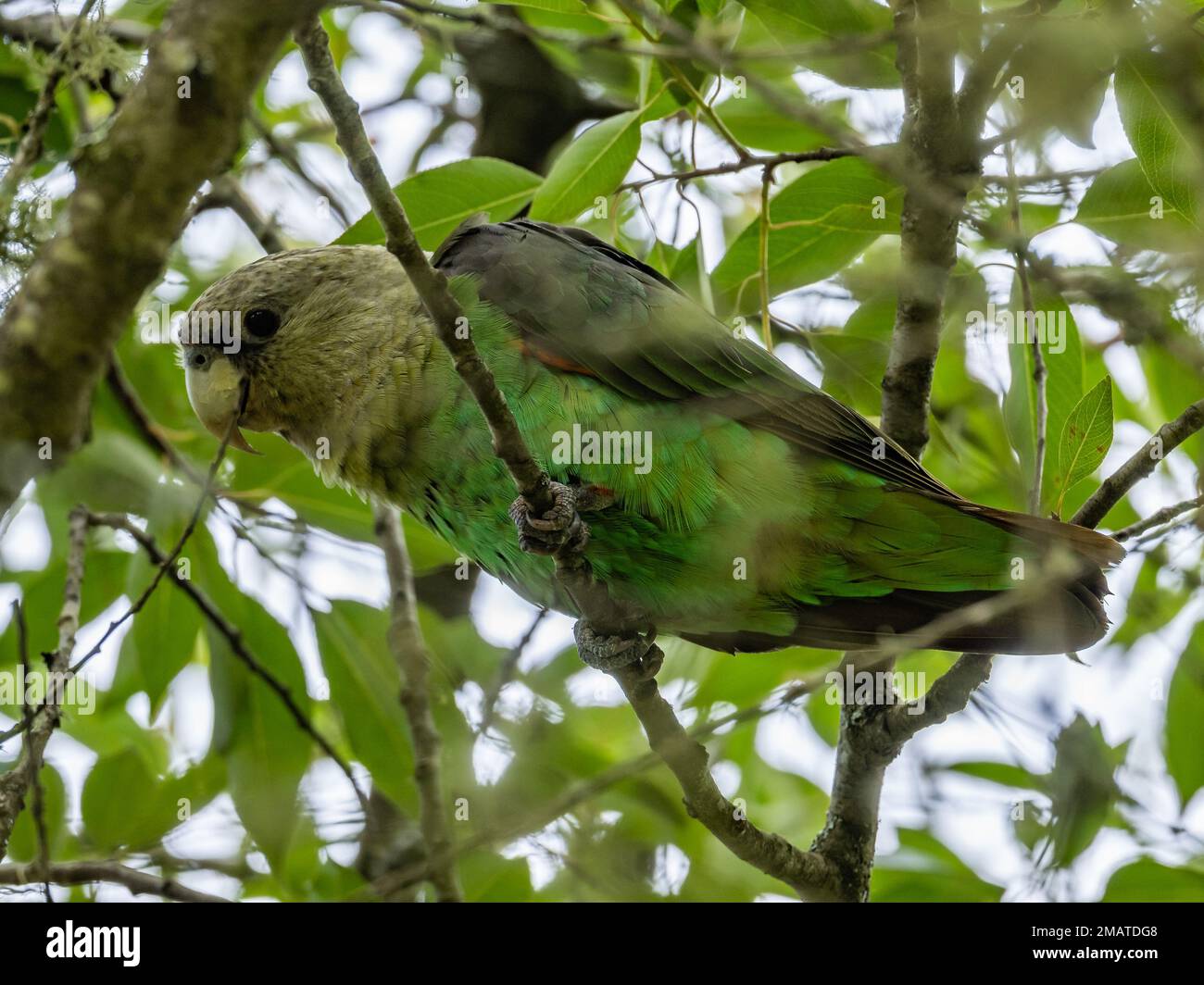 A Cape Parrot (Poicephalus robustus) perched in a tree. Tzaneen, Limpopo, South Africa. Stock Photo