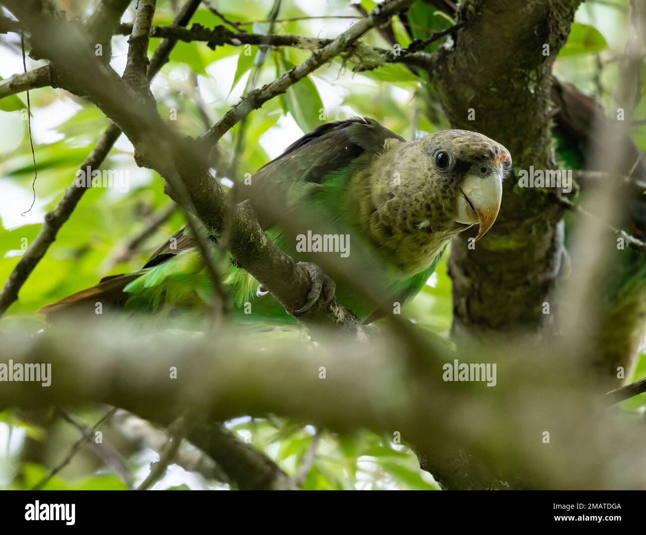 A Cape Parrot (Poicephalus robustus) perched in a tree. Tzaneen, Limpopo, South Africa. Stock Photo