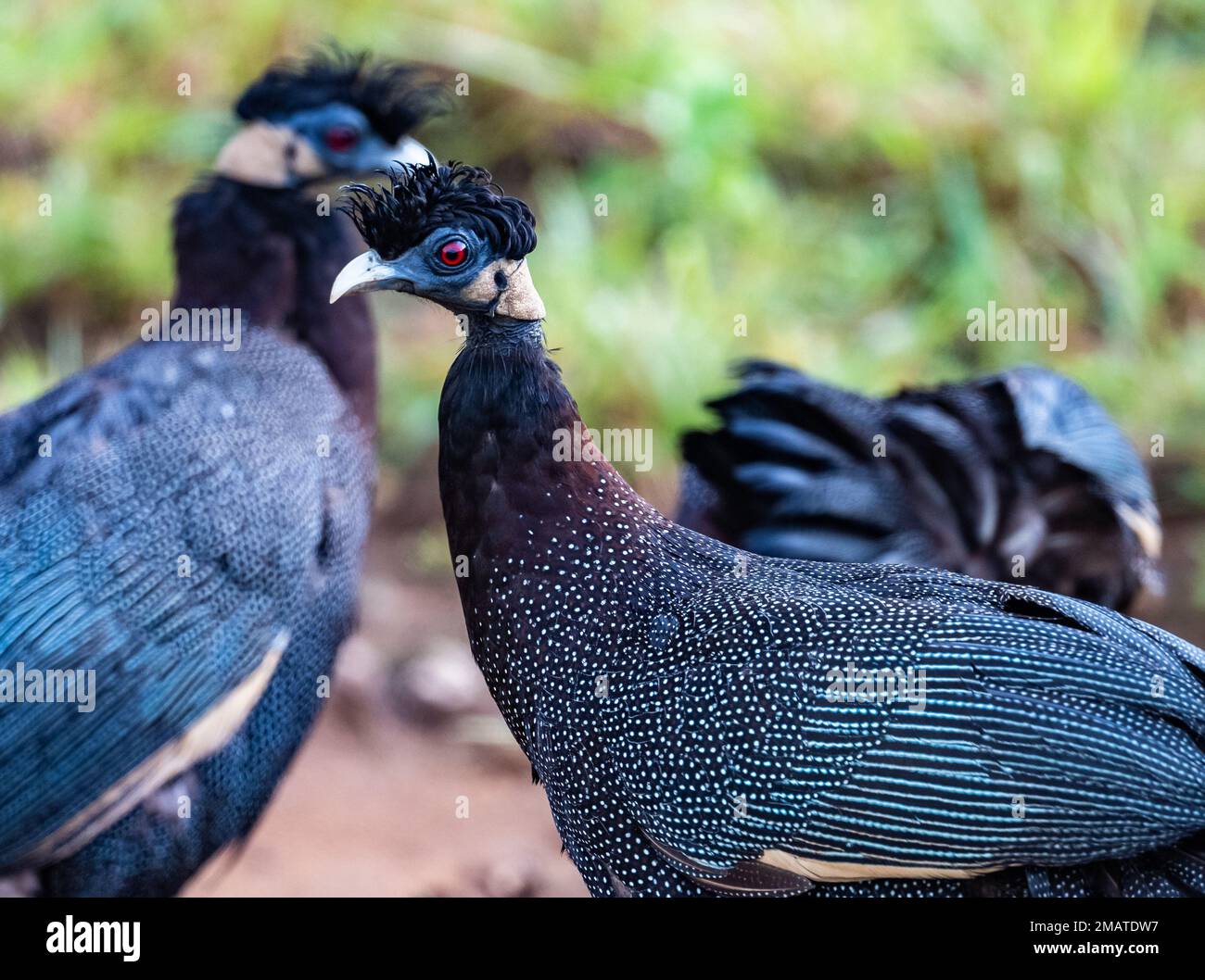 Southern Crested Guineafowls (Guttera edouardi) foraging in field.  UMkhuze Game Reserve, Kwazulu-Natal, South Africa. Stock Photo