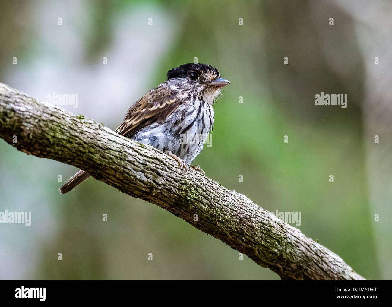 An African Broadbill (Smithornis capensis) perched on a branch.  iSimangaliso Wetlands Park, Kwazulu-Natal, South Africa. Stock Photo