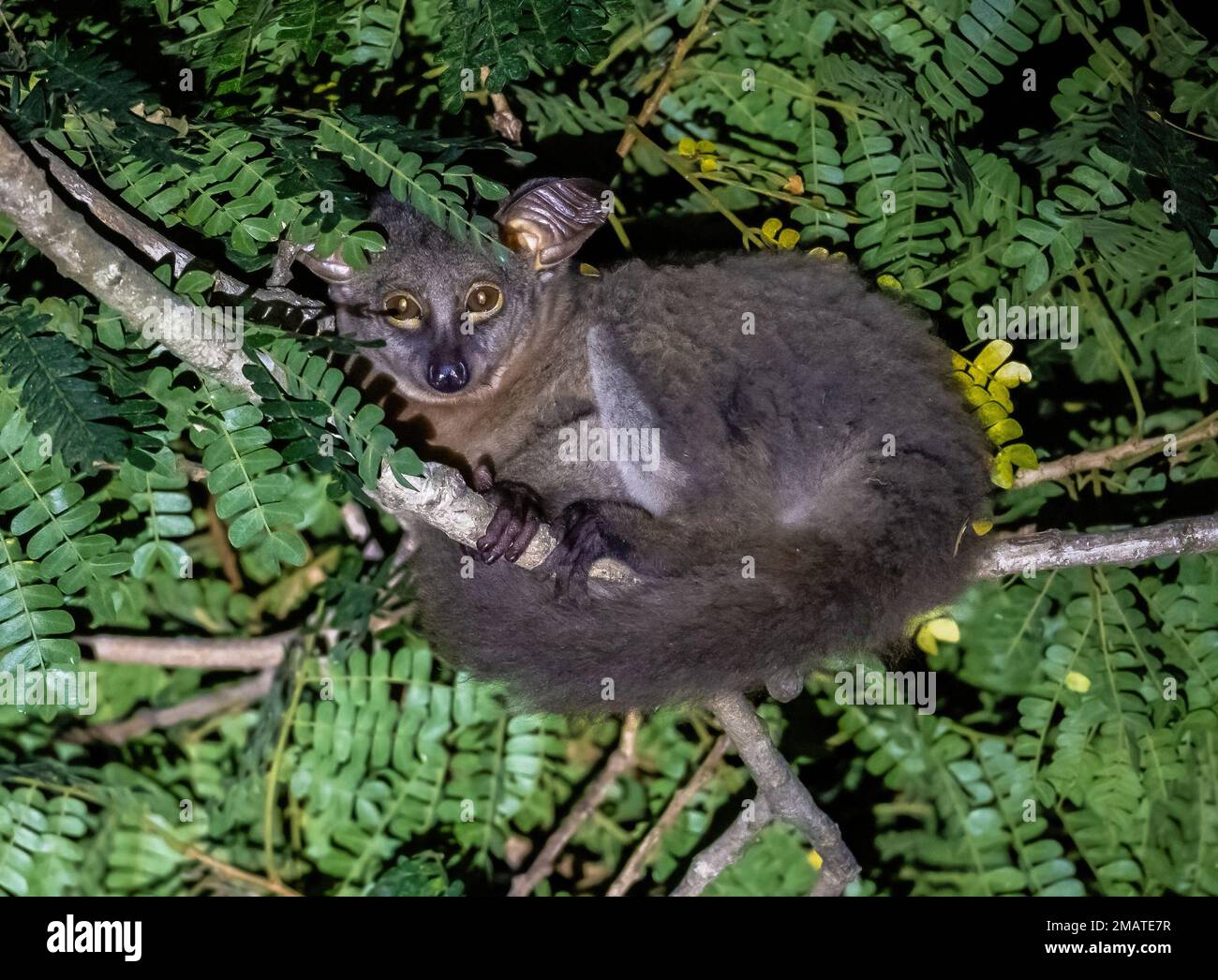 A Thick-Tailed Bushbaby (Otolemur crassicaudatus), or brown greater galago, on a tree at night. Kwazulu-Natal, South Afric Stock Photo