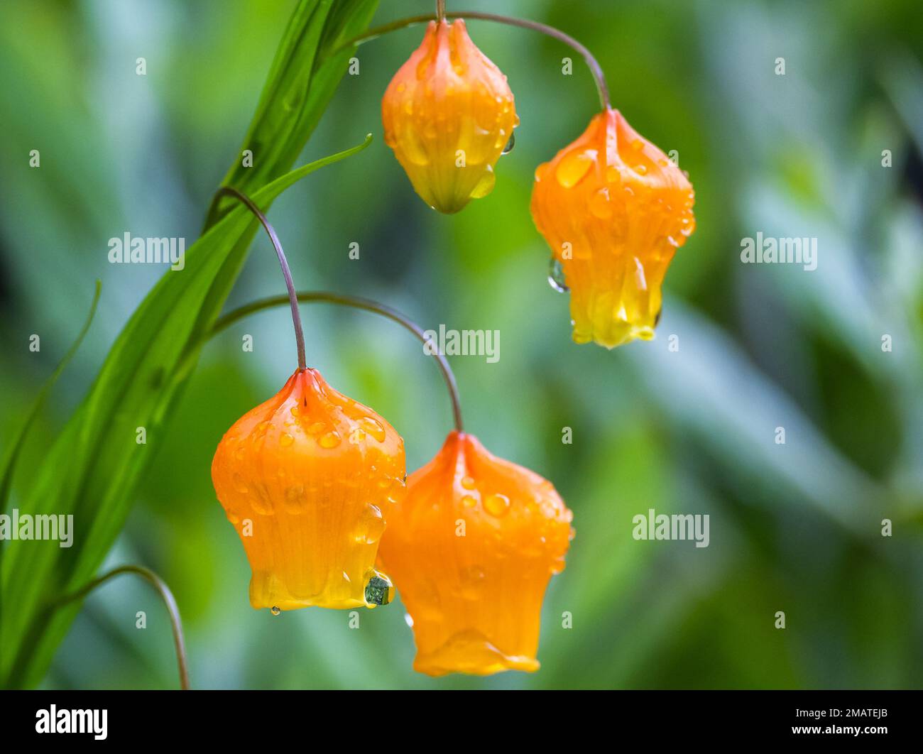 Delicate orange flowers of Sandersonia aurantiaca, also called