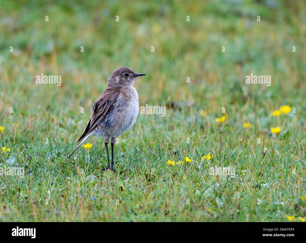 A Sickle-winged Chat (Emarginata sinuata) on grass. Sani Pass, Lesotho. Stock Photo