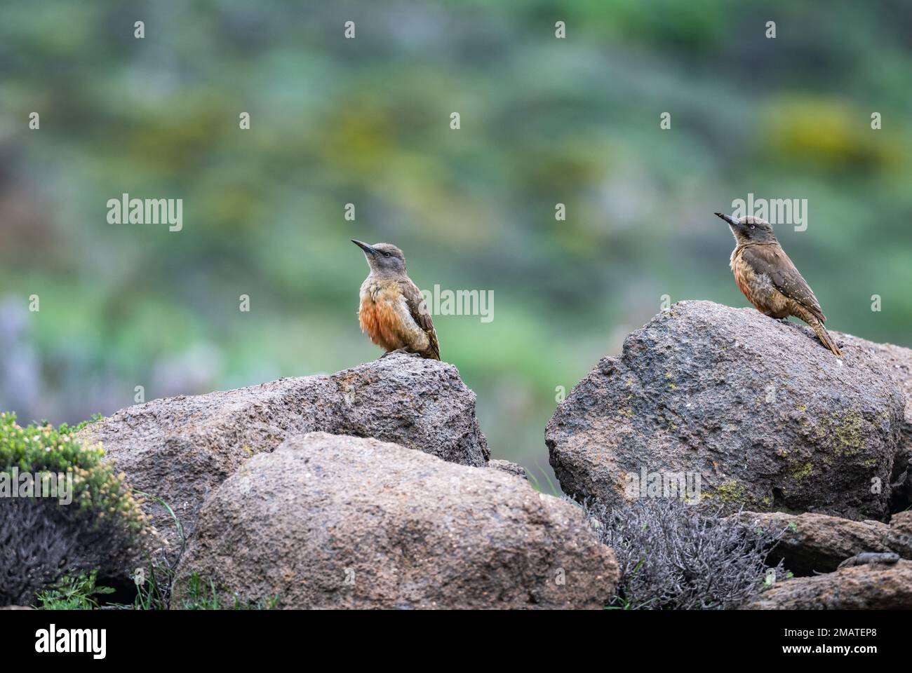 A pair Ground Woodpeckers (Geocolaptes olivaceus) standing on rocks