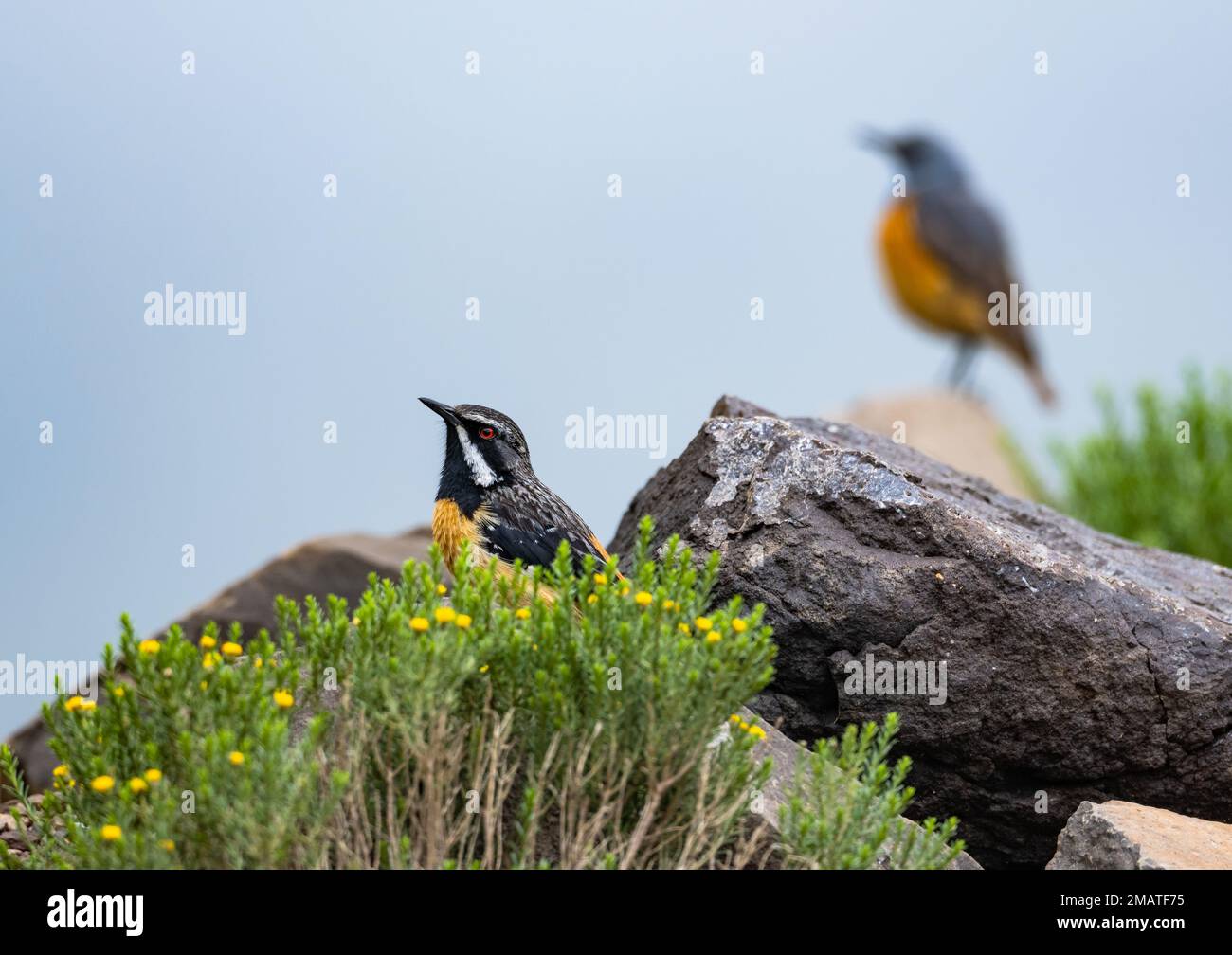 Drakensberg Rockjumper (Chaetops aurantius) standing on a rock