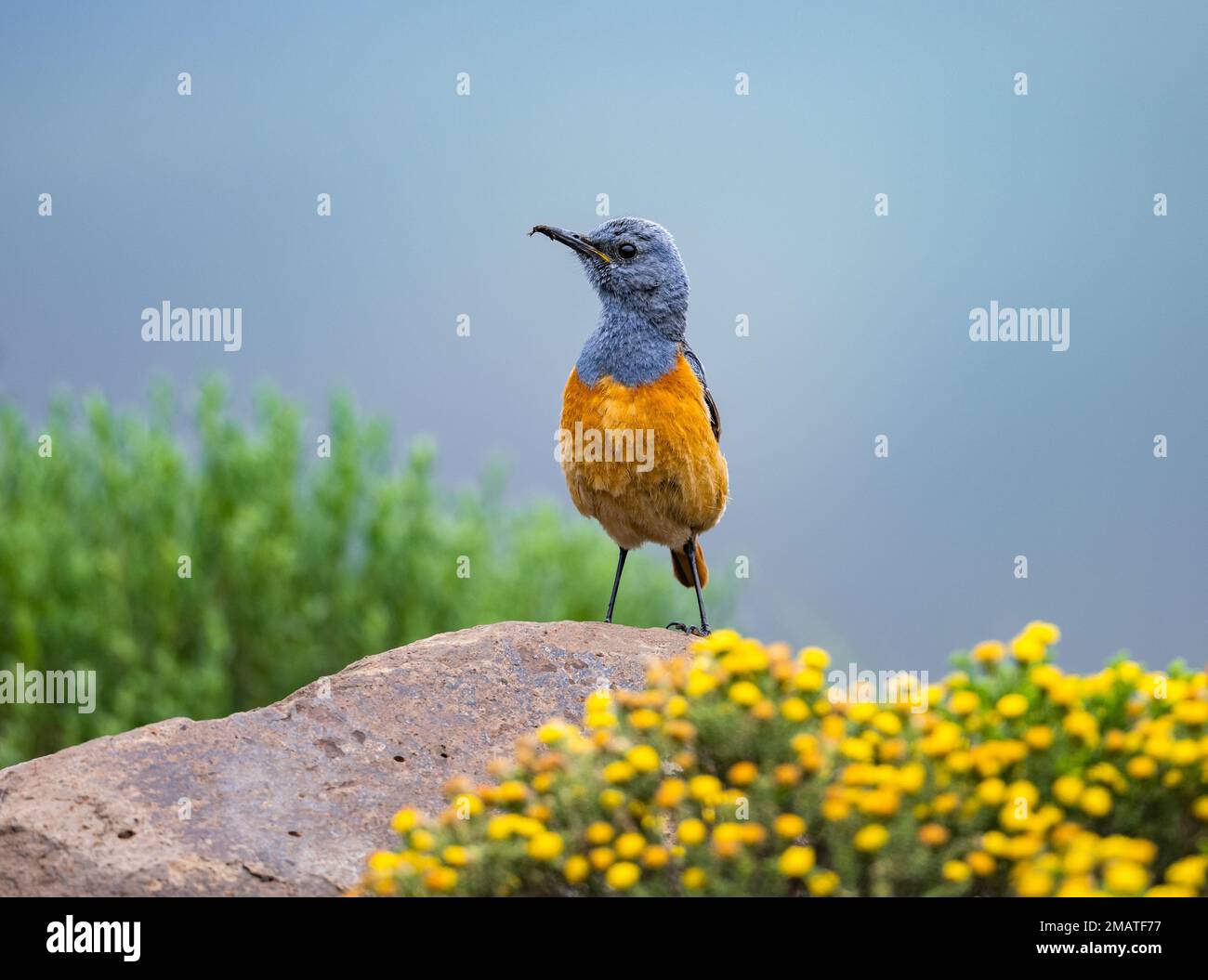 A Sentinel Rock-Thrush (Monticola explorator) standing on top of a rock. Drakensberg Mountains, KwaZulu Natal, South Africa. Stock Photo