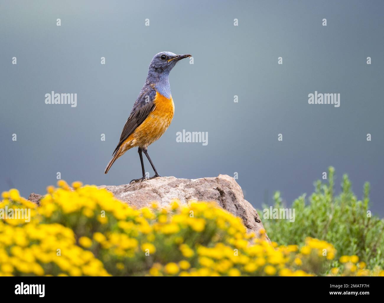 A Sentinel Rock-Thrush (Monticola explorator) standing on top of a rock. Drakensberg Mountains, KwaZulu Natal, South Africa. Stock Photo