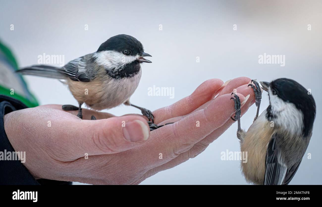 Black-capped Chickadees (Poecile atricapillus) perched on a woman's hand with sunflower seeds Stock Photo