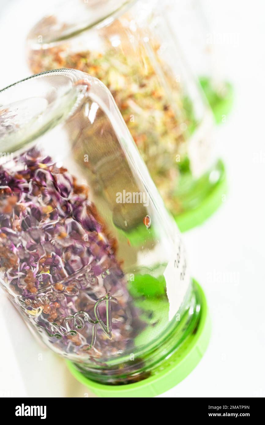 Growing sprouts in a jar Stock Photo Alamy