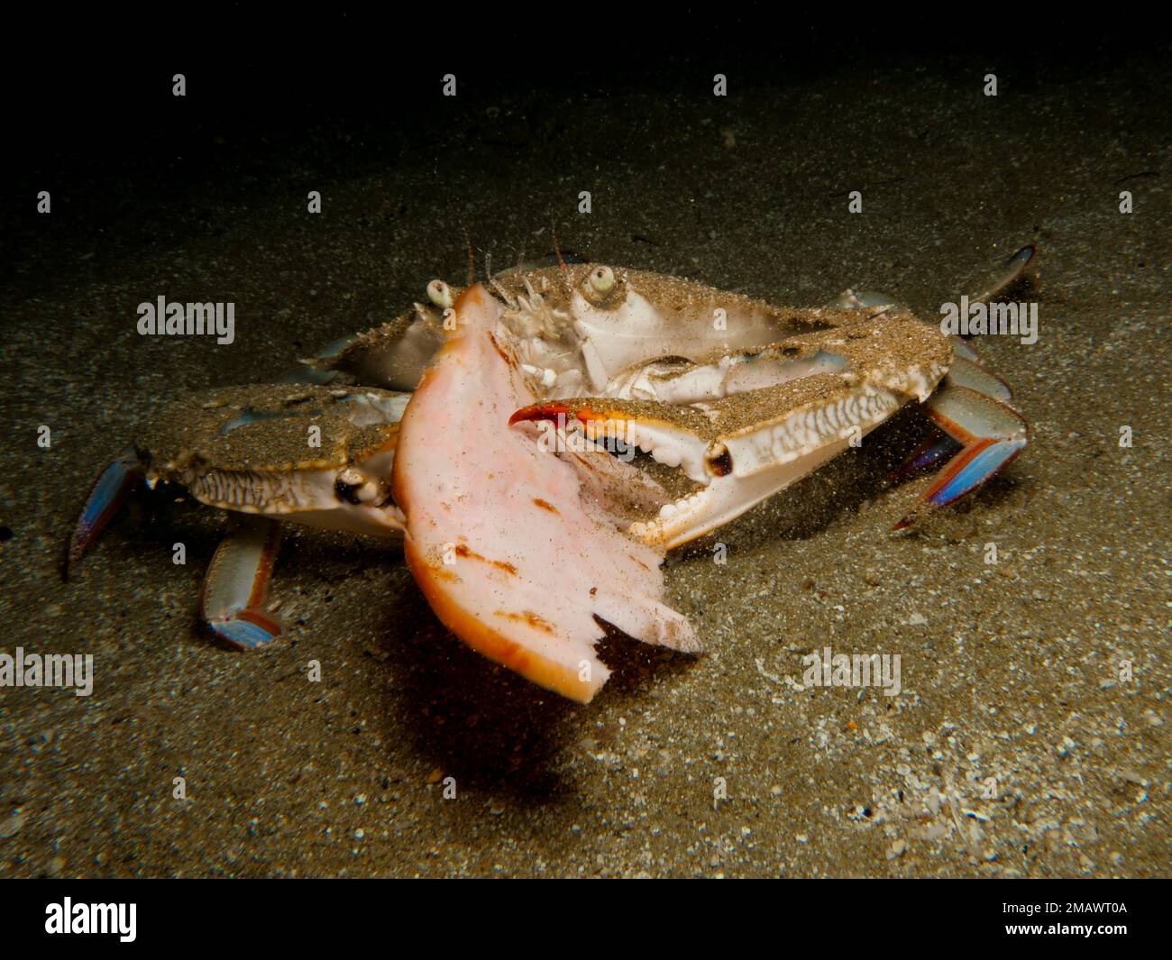 Swimming crab eating ham for lunch Stock Photo