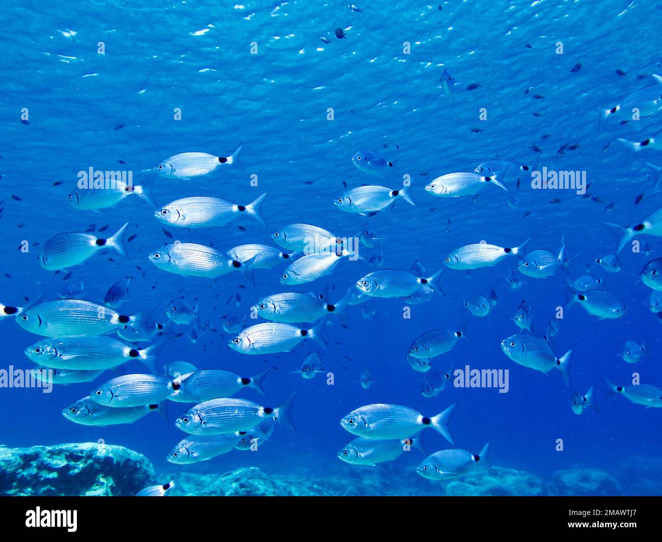 Saddled Sea Bream Stock Photo Alamy saddled-sea-bream-stock-photo-alamy