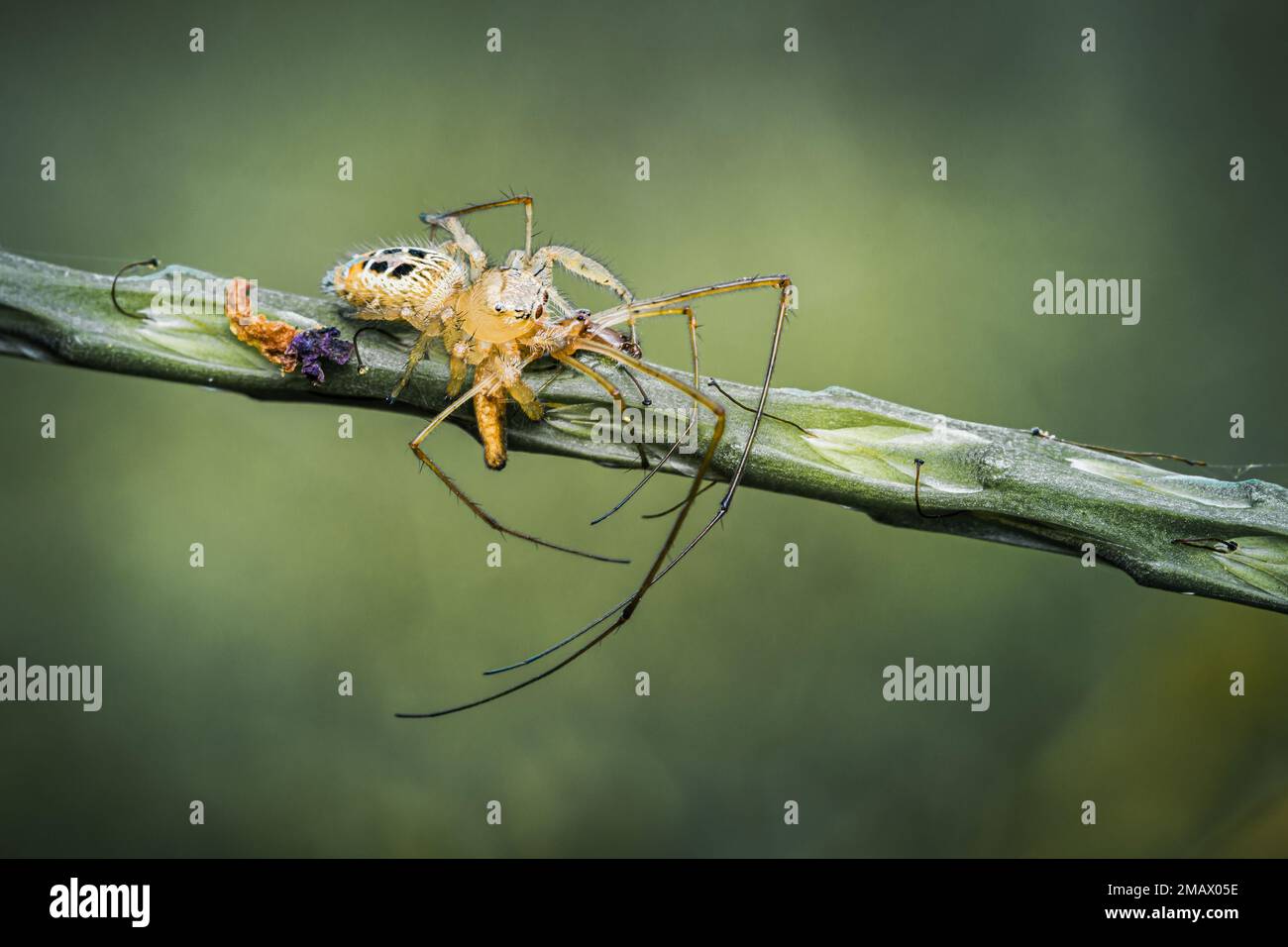 Jumping spider eating prey on green Stachytarpheta jamaicensis tree, Jumping spider and Lynx spider, Selective focus, Macro shot, Natural background, Stock Photo