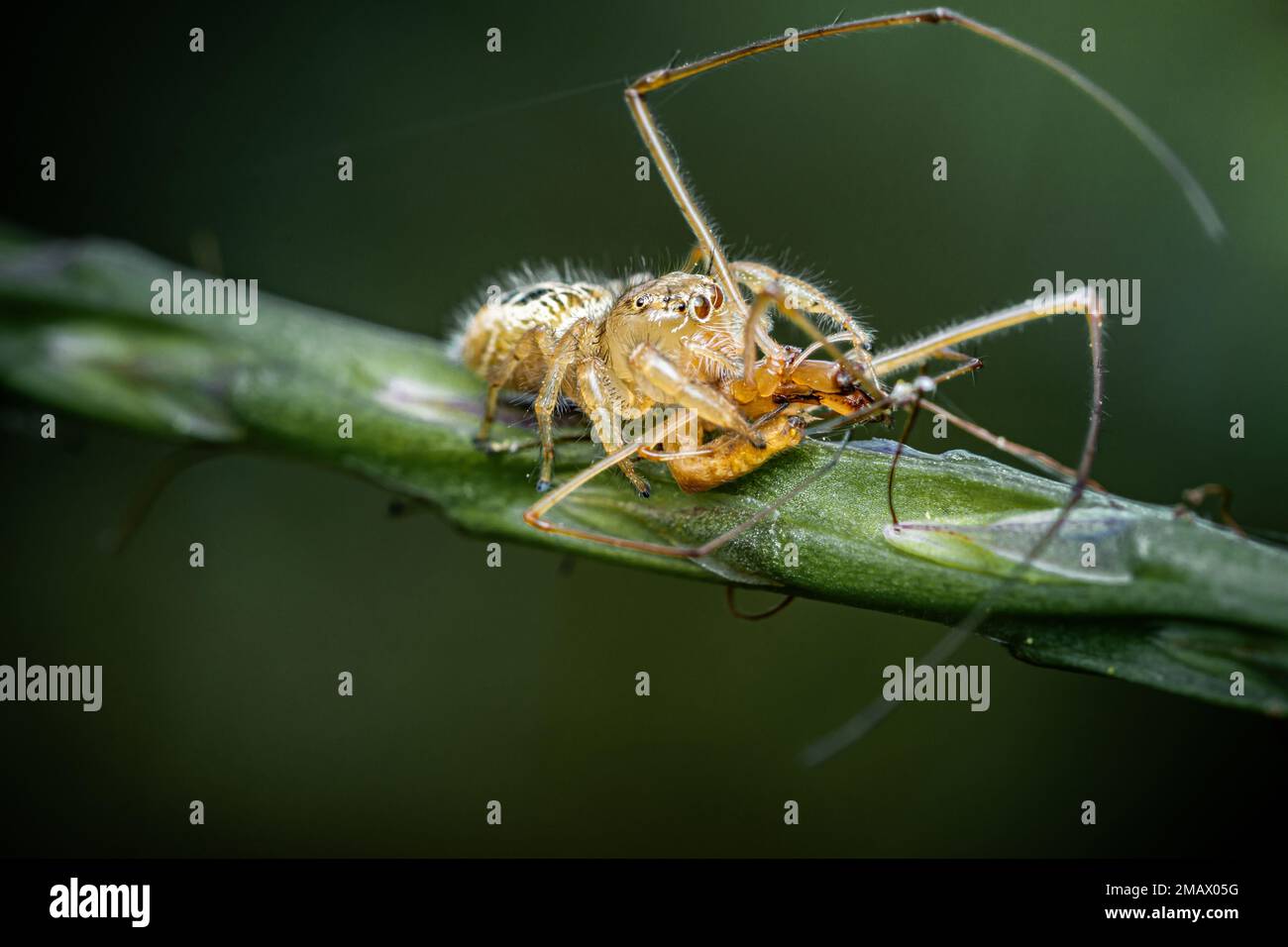 Jumping spider eating prey on green Stachytarpheta jamaicensis tree, Jumping spider and Lynx spider, Selective focus, Macro shot, Natural background, Stock Photo