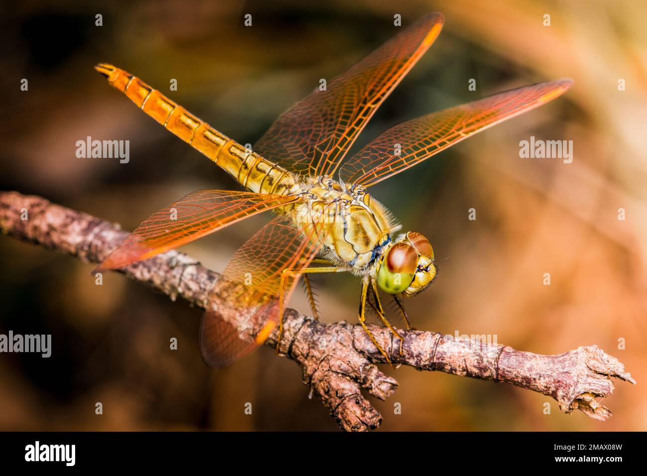 Close up of Dragonfly perched on a tree branch, dry wood and nature background, Selective focus, insect macro, Colorful insect in Thailand. Stock Photo