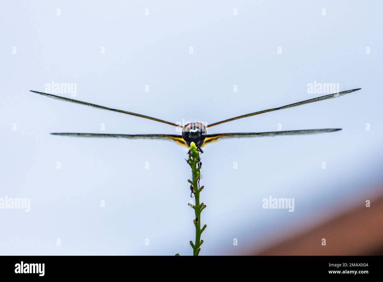 A dragonfly perched on a tree branch and nature background, Selective focus, insect macro, Colorful insect in Thailand. Stock Photo