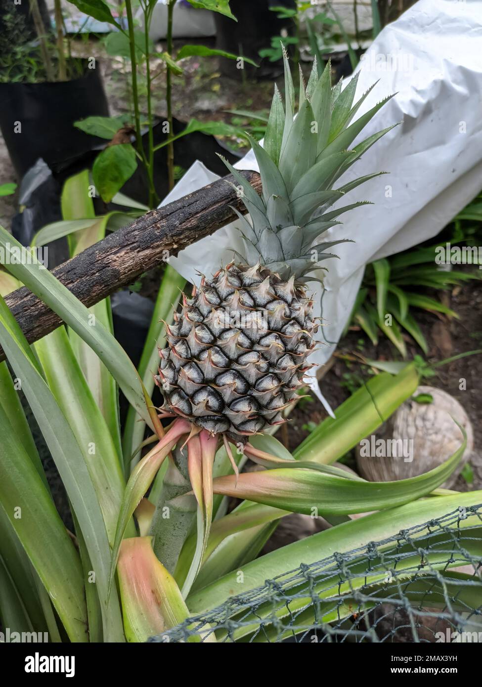 Pineapple is a tropical plant with edible fruit and is the most economically important plant in the family Bromeliaceae.Scientific name for pineapple Ananas comosus... Stock Photo