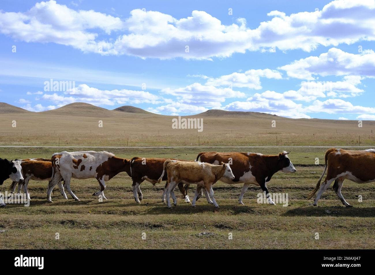 A beautiful view of cows walking in a dry field during sunrise Stock ...