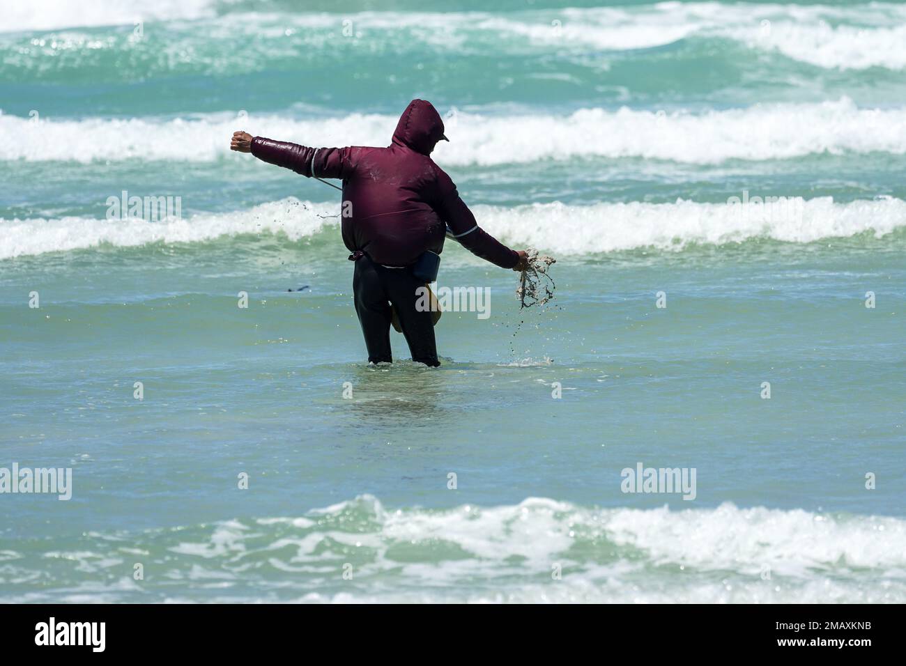 African man or fisherman in the sea bait pumping with a prawn pump which is a fishing activity in South Africa Stock Photo