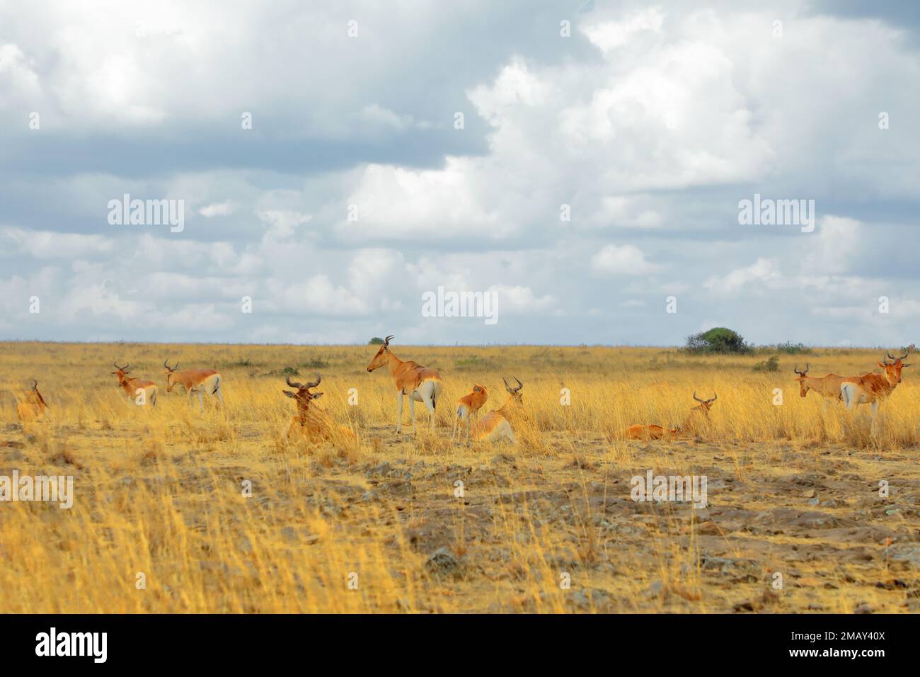 A group of many Haartbeast laying down and standing in the grass within Nairobi National Park from a wide angle perspective. Stock Photo