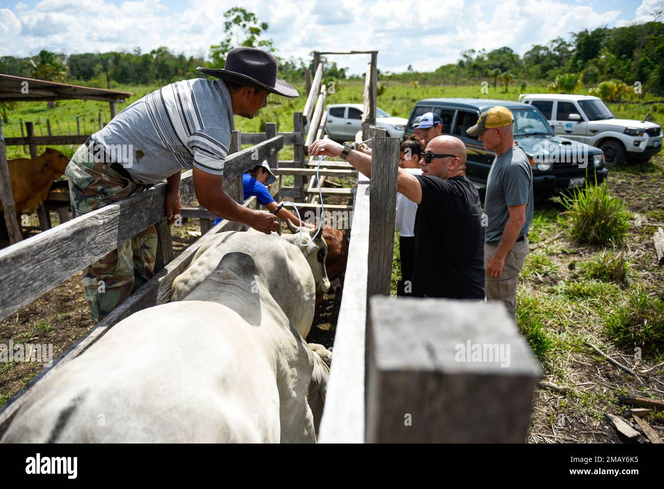 Veterinarians from the 109th Medical Detachment Veterinary Services and Ministerio de Agricultura, Ganadería y Alimentación vaccinate a cow Jun. 7, 2022, in Las Viñas, Guatemala. Working together, 89 cattle across 3 sites were vaccinated as a part of the first rotation of VETRETE. Stock Photo
