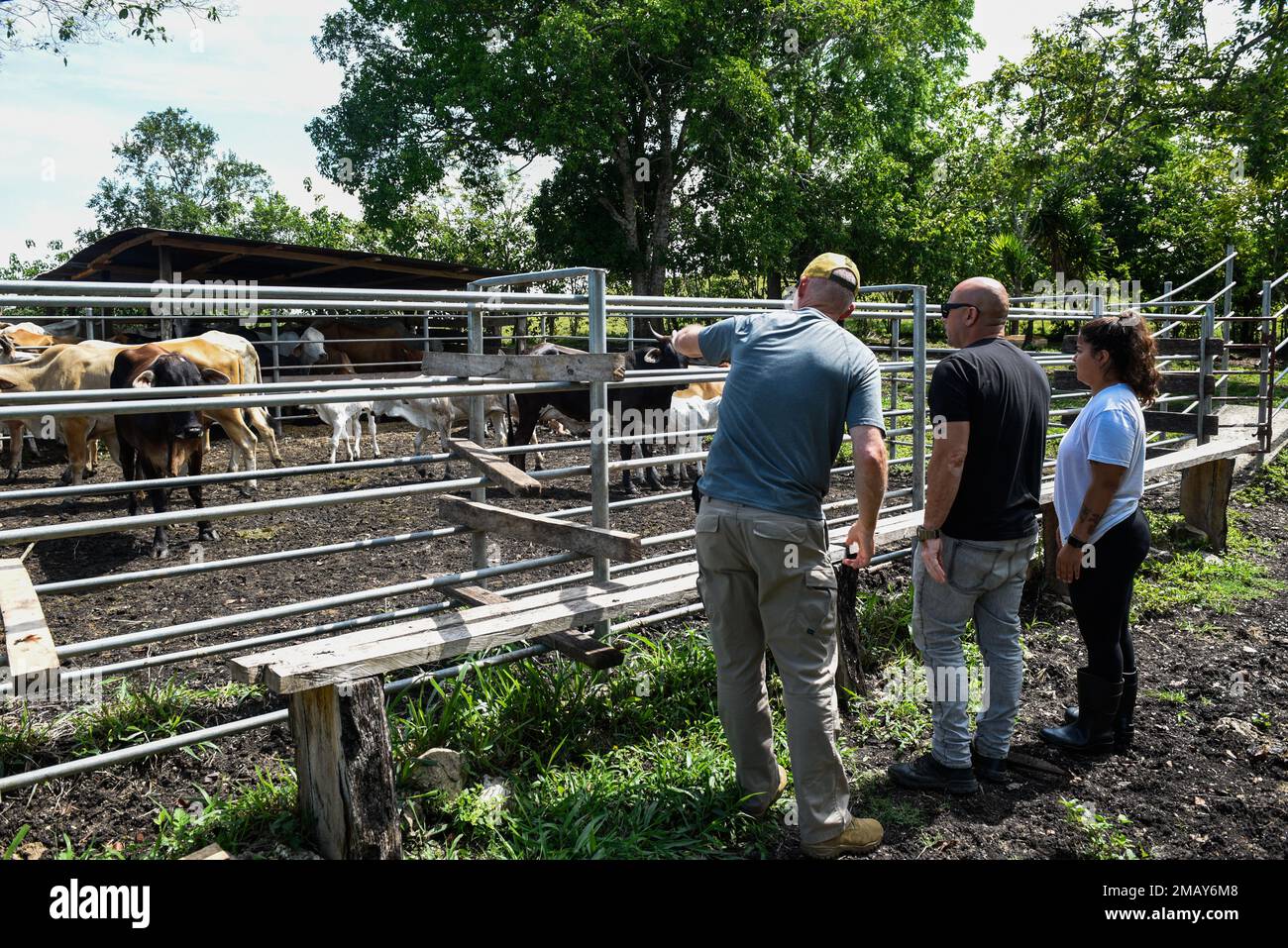 U.S. Army veterinarians and veterinary technicians from the 109th Medical Detachment Veterinary Services plan vaccine and medicine distribution to local cattle Jun. 7, 2022 in Las Viñas, Guatemala. Cattle were given an anthrax vaccine and multivitamin booster. Stock Photo