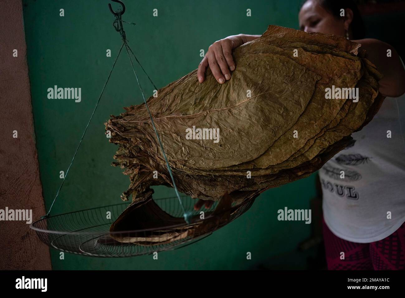Yasmin Silva weighs Colombian-grown tobacco leaves to roll into cigars in  San Antonio, Venezuela, near the Colombian border which has been partially  closed for years since Venezuela cut off diplomatic relations, Wednesday,