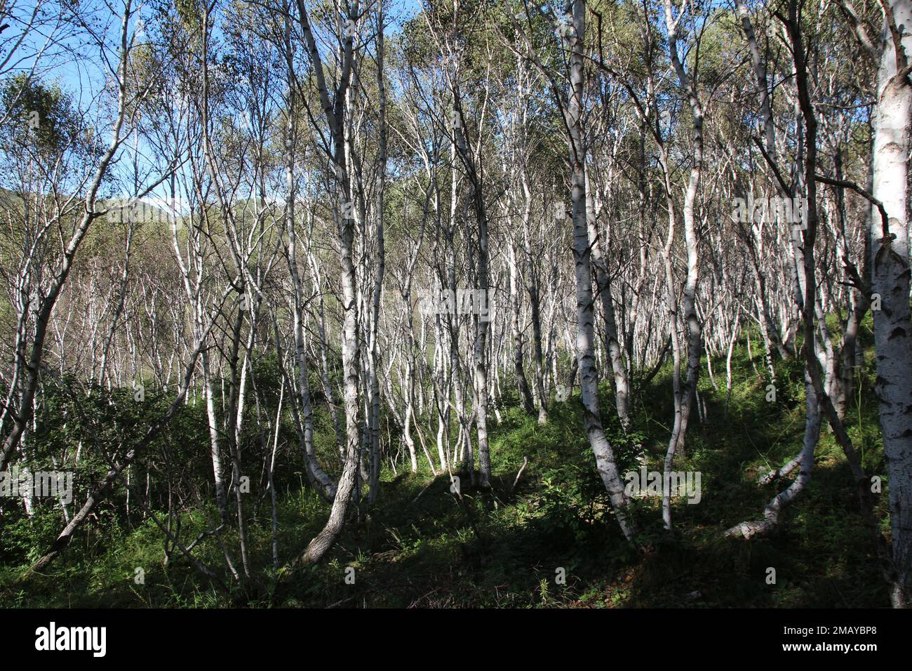 Birch trees on sunny hi-res stock photography and images - Alamy