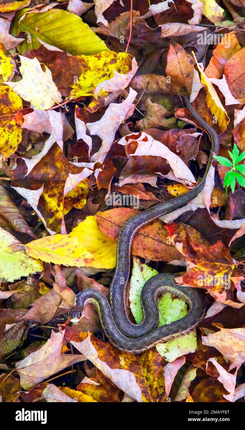 An Eastern Garter Snake in autumn leaves in northeast Pennsylvania Stock Photo