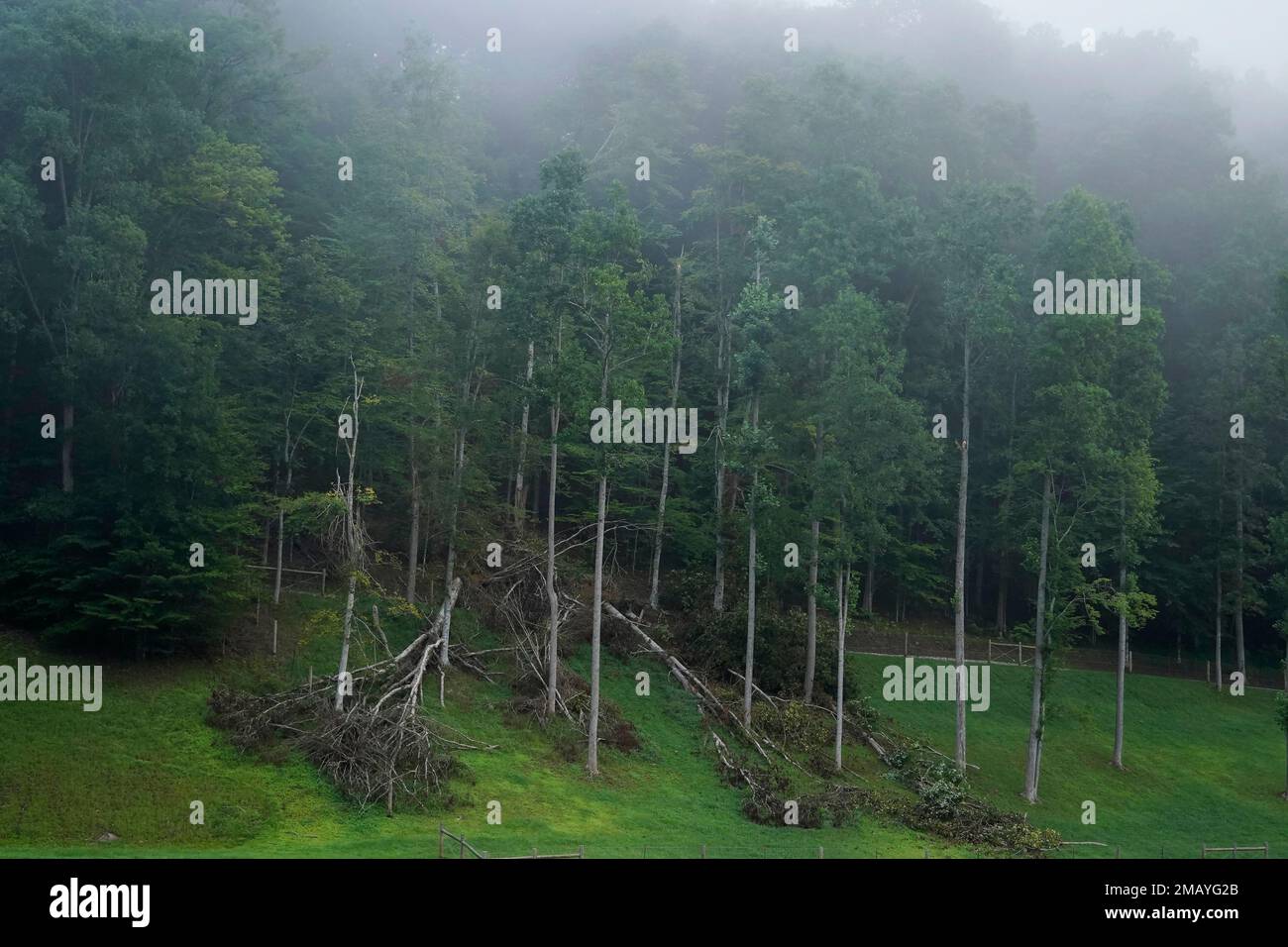Trees lay on the ground as fog moves into the area on Wednesday, Aug. 3