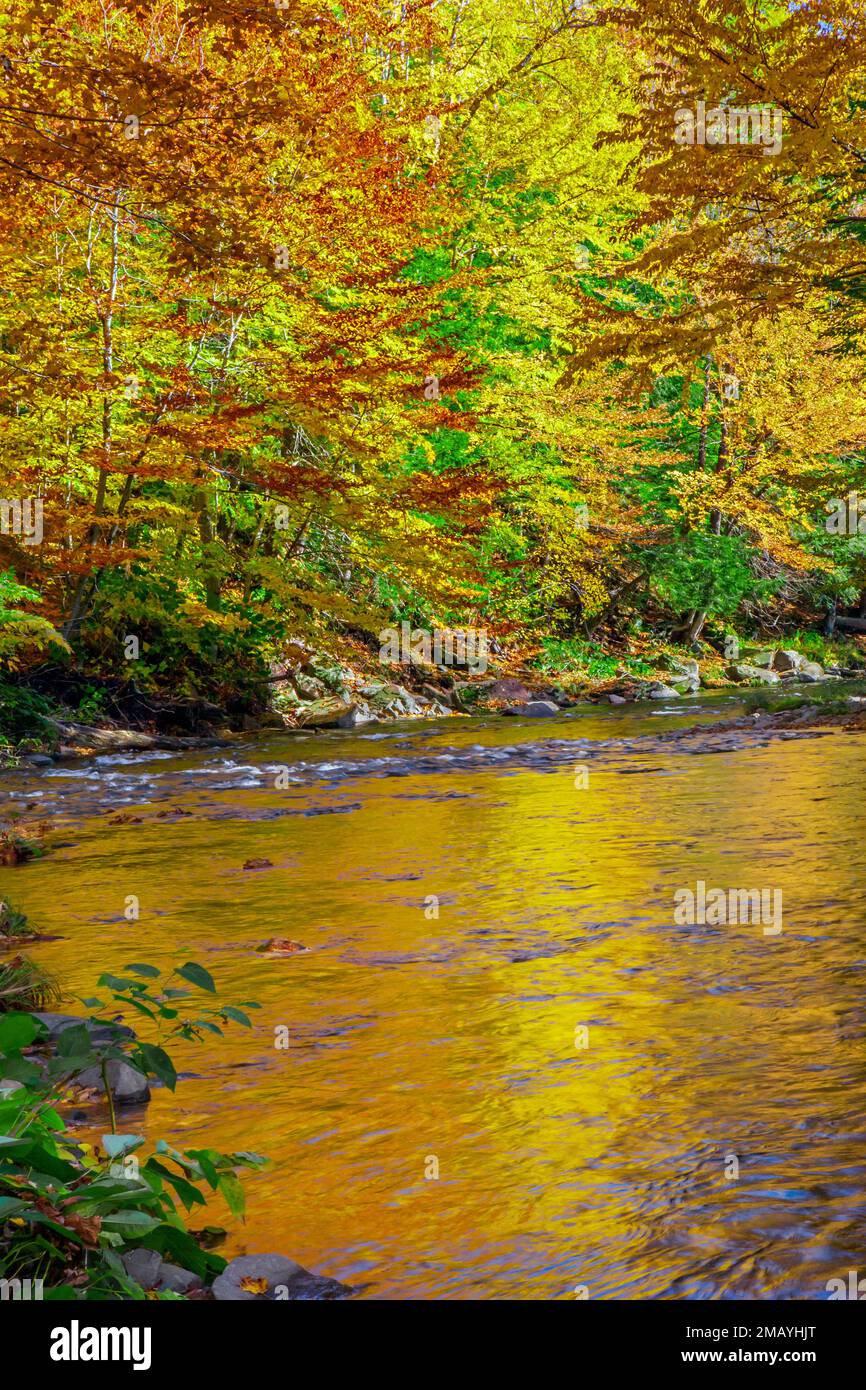 The Lackawaxen River, a tributary of the Delware River, in autumn at Prompton State Park, Wayne County, Pennsylvania Stock Photo