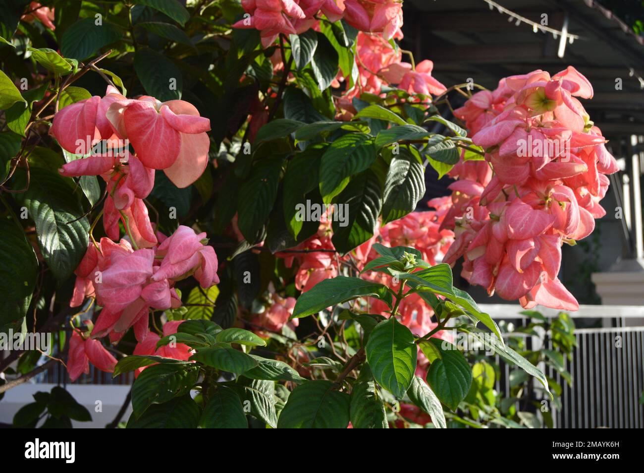 Mussaenda pubescens flowers. Beautiful pink flowers. Stock Photo