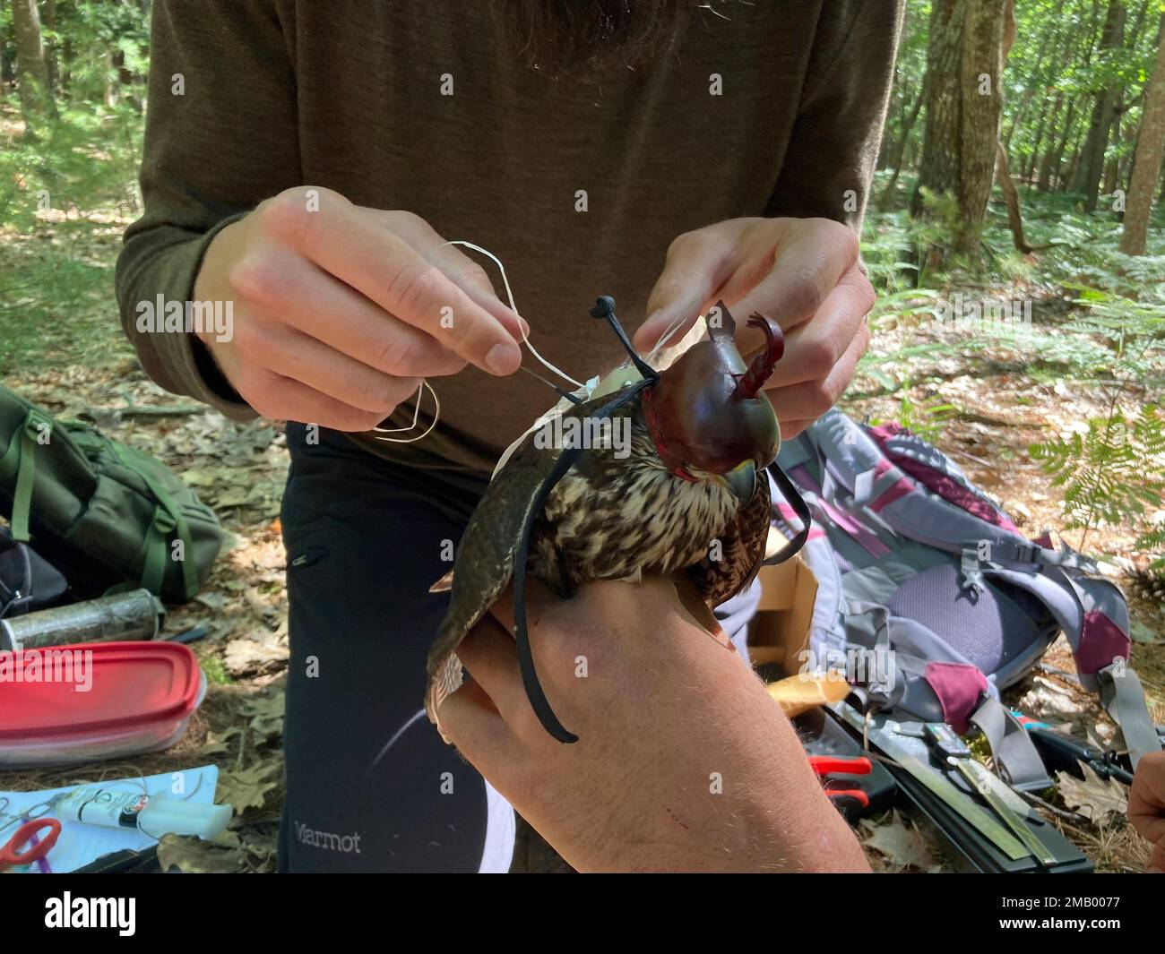 Zachary Bordner secures a tracking device to a merlin captured near ...
