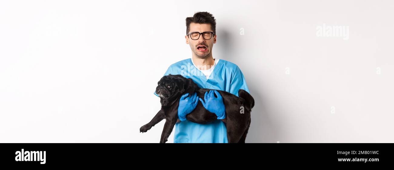 Vet clinic concept. Sad veterinarian holding black pug dog and crying, sobbing with miserable face, standing over white background Stock Photo