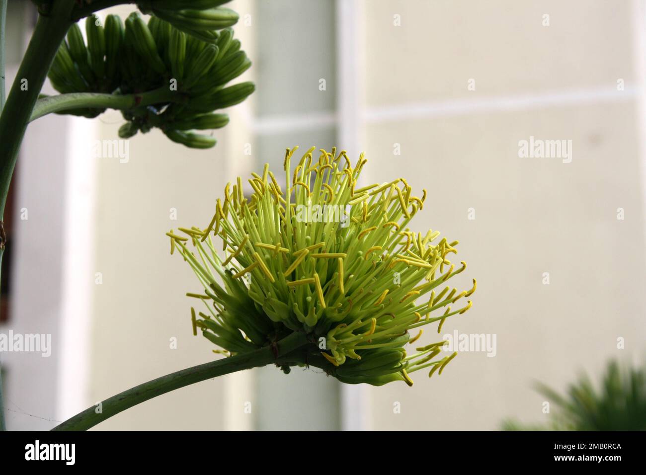 Desert agave (Agave deserti) flower spike with inflorescence of yellow flowers : (pix Sanjiv Shukla) Stock Photo