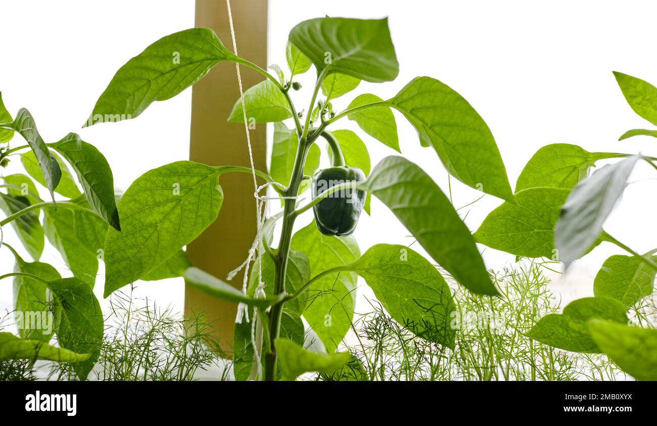 Green peppers grows in a greenhouse. Growing fresh vegetables at farm