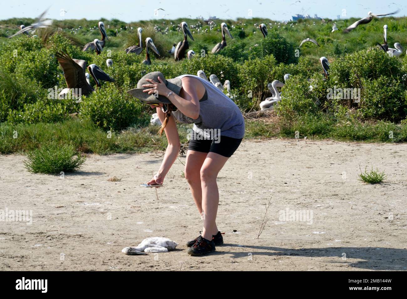 Marine biologist Bonnie Slaton documents a dead baby brown pelican, while  others nest nearby on Raccoon Island, a Gulf of Mexico barrier island that  is a nesting ground for brown pelicans, terns,