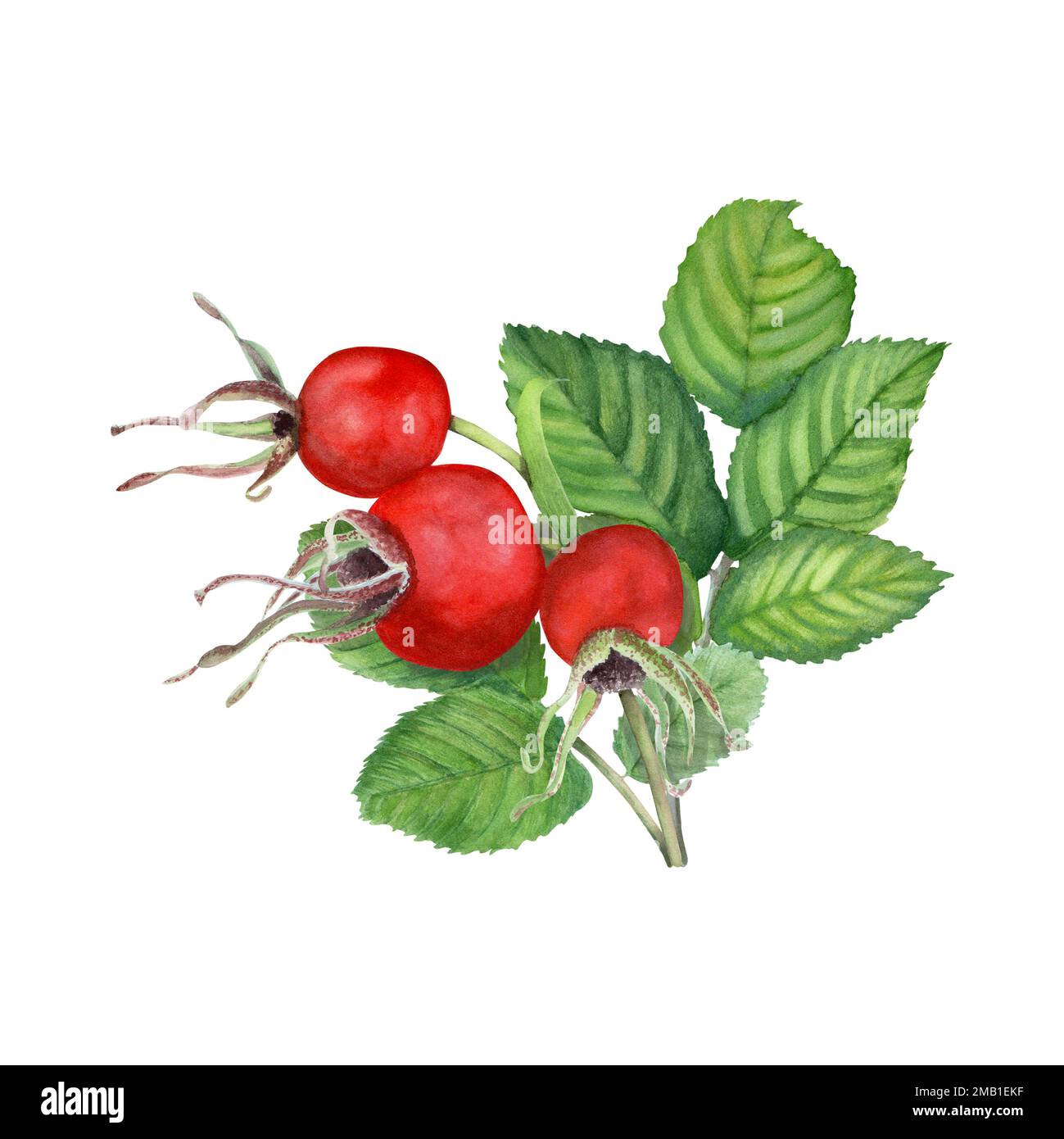 Dog Rose, Brier branche with berries and leaves. Hand drawn watercolo illustration isolated on white. For clip art, cards, logo, encasement, package Stock Photo